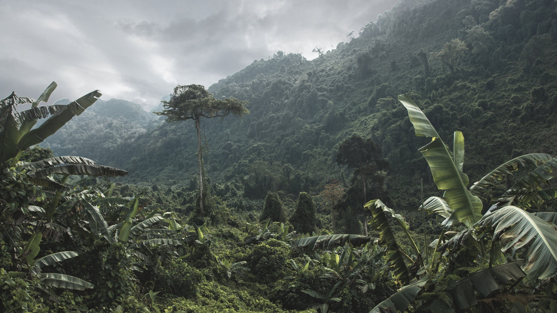 Dramatic photo of the jungle in Bali. [Image: GeloKorol at Getty Images]