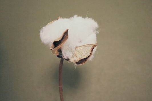 Organic Cotton vs. GMO Cotton: What’s the Difference?